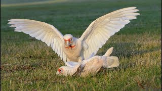 Corella  Their Squawk Is Bigger Than Their Bite  Long Billed Corellas Melbourne [upl. by Matteo323]