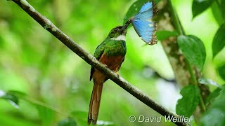 Jacamar Catches a Blue Morpho in Flight [upl. by Stubstad138]