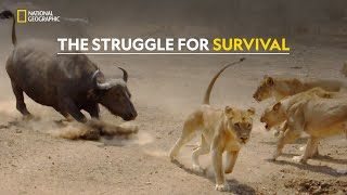 Survival in Drought  Africas Deadliest  हिंदी  S6  E3  Nat Geo Wild [upl. by Fraze]