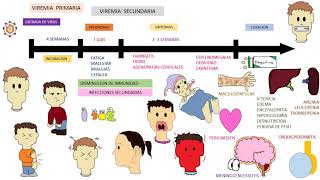 EPSTEIN BARR VIRUS  mononucleosis infecciosa [upl. by Evilo]