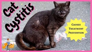 Cat Cystitis treatment symptoms  home prevention [upl. by Charbonneau34]