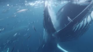 Humpback Whale Almost Swallows Diver [upl. by Presley]