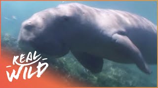 The Dugong Natures Mystery Mermaid Wildlife Documentary  Real Wild [upl. by Anewor]