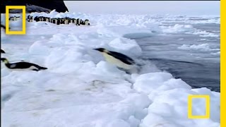 Adelie Penguin drops by Antarctic research dinghy [upl. by Haman]