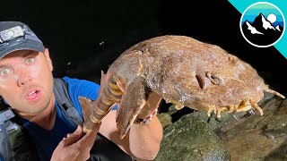 Wobbegong Shark Found in Tide Pool [upl. by Velda304]