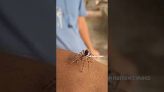 GOLDEN CHOCO KNEE TARANTULA SLING danmathewsexotic macaw MACAU TARANTULA shorts youtube [upl. by Donnelly769]