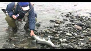 Steelheading Oregon with Beulah Fly Rods [upl. by Aslehc450]