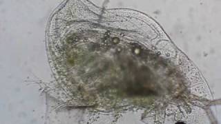 Daphnia galeata dead or not [upl. by Lillywhite638]