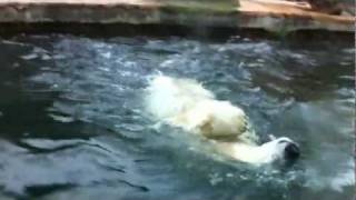 Polar Bear Doing Backstroke [upl. by Nwahsit]