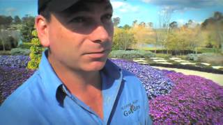 Senetti at Hunter Valley Gardens [upl. by Ainud963]