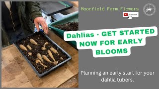 Dahlias GET STARTED NOW for early blooms [upl. by Dnalro]