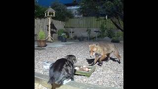 Fighting at the food dish cat v fox round 1 [upl. by Kathi522]