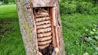 European Hornets Wasps Massive swarm Removal Inside tree [upl. by Reis]