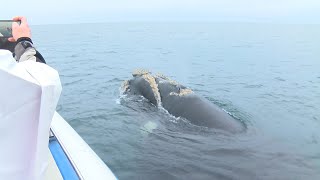 Aerolíneas Argentinas vuelve a Puerto Madryn en plena temporada de ballenas [upl. by Enelra]