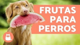 Las MEJORES FRUTAS para PERROS  Beneficios y dosis [upl. by Hirz261]