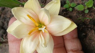 Today’s Bloom Rain Lily [upl. by Siger57]