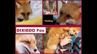 Dixiedo Fox CUTE and FUNNY Compilation 1 [upl. by Rochella]