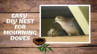 How to attract mourning doves to nest in your yard  Easy DIY nest for mourning doves Bird watching [upl. by Riti]