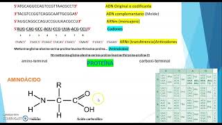 CÓMO SE REALIZA LA SÍNTESIS DE PROTEÍNAS EJERCICIO [upl. by Nennerb572]