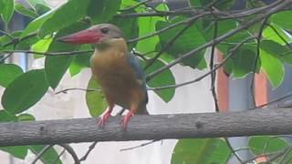 Different sounds of Storkbilled Kingfisher [upl. by Harilda]