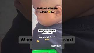 When Your Lizard Passes Away 😔 rip shortsfeed lizard shortsviral shortsfunny funnyshorts [upl. by Heisel]