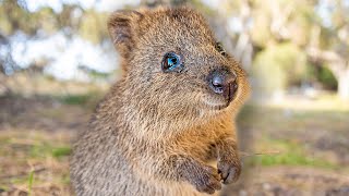 Baby Quokkas are the Cutest Animals in the World PART 1 😍 Best Compilation [upl. by Esiralc810]