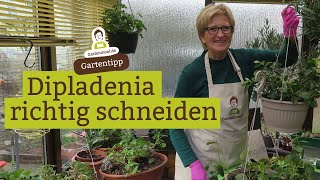 Dipladenia  Dipladenie richtig schneiden im Februar [upl. by Idleman]