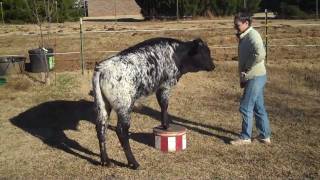 Trick Trained Texas Longhorn Bull PREMIER NIGHT SKY [upl. by Ardnasal]