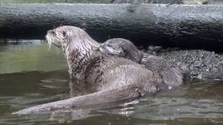 River otter Tucker learns how to swim [upl. by Anehsak644]