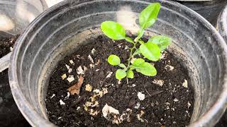 Kaffir Lime Grow From Seeds [upl. by Edrahs159]