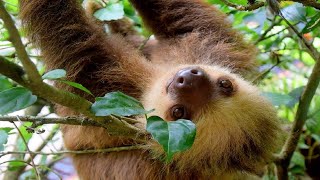 Sloths Climbing Trees [upl. by Brocklin]