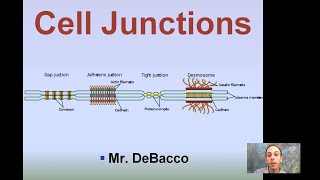 Cell Junctions [upl. by Eelnodnarb]