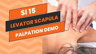 SI 15  Palpation Demo Levator Scapula [upl. by Hamian91]