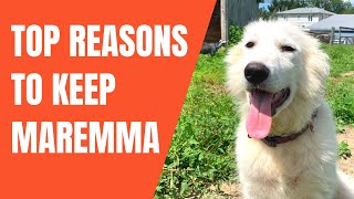 Top 5 Reasons Maremma Sheepdog Wins Over Other LGD  vs Great Pyrenees Kangal Anatolian Comparison [upl. by Ennahgiel455]