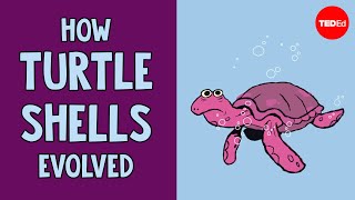 How turtle shells evolved twice  Judy Cebra Thomas [upl. by Arrotal]