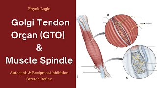 Golgi Tendon Organ GTO  Muscle Spindle  Autogenic and Reciprocal Inhibition  Stretch Reflex [upl. by Rory]