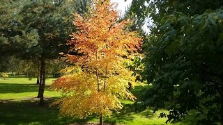 Cercidiphyllum japonicum Boyds Dwarf [upl. by Yanahc]