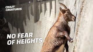 Ibex Risk Their Lives Climbing Nearly Vertical Walls [upl. by Reddin822]