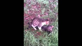 Cat mating with a freshly run over cat [upl. by Adyam119]