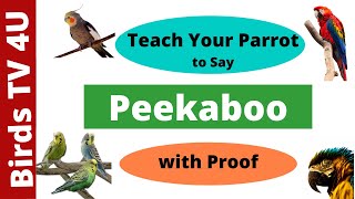 Teach Your Parrot to Say Peekaboo  Train Your Parrot to Talk  Talking Parrot parakeet parrot [upl. by Oni537]