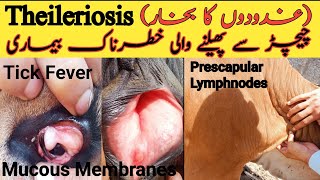 Theileriosis In Cattle SymptomsTheileriosis Treatment In CattleDr Hafiz Nadeem Ur Rehman [upl. by Santos]