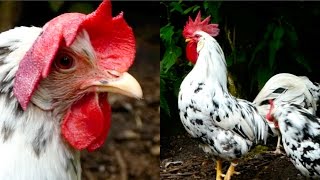 Exchequer Leghorn chickens  Piebald hens and roosters  Exchequer Hühner und Hahn [upl. by Gal]