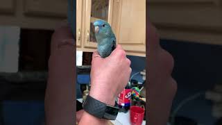 Kyle the talking Linnie parrots birds lineolatedparakeet [upl. by Nahtanhoj]