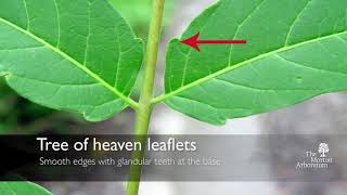 How to identify tree of heaven Ailanthus altissima and spotted lanternfly [upl. by Bennink895]