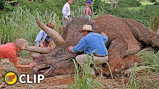 The Sick Triceratops Scene  Jurassic Park 1993 Movie Clip HD 4K [upl. by Shurlock633]