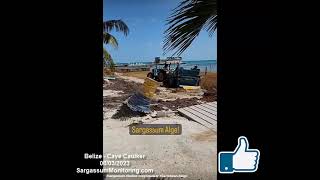 2023 Sargassum  Belize  Caye Caulker [upl. by Annayad]