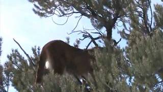 Nevada mountain lion hunting [upl. by Anela]