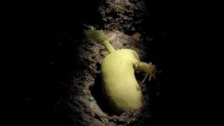 Timelapse Phaseolus Runner Bean Hypogeal germination [upl. by Nolat236]