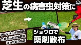 【芝生が枯れた！】初心者でも簡単 ジョウロでの薬剤散布で病害虫対策【ガーデニング・殺菌剤・スミチオン・展着剤・庭DIY】 [upl. by Netnilc788]