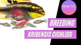 How To Breed Kribensis Cichlids Guide [upl. by Baptista]